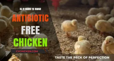 Raising Antibiotic-Free Chickens: Challenges and Rewards for Farmers