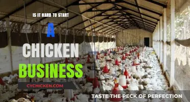 Starting a Chicken Business: Challenges, Rewards, and Essential Tips