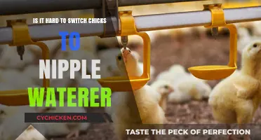 Switching Chick's Water: Nipple Waterer Transition Challenges