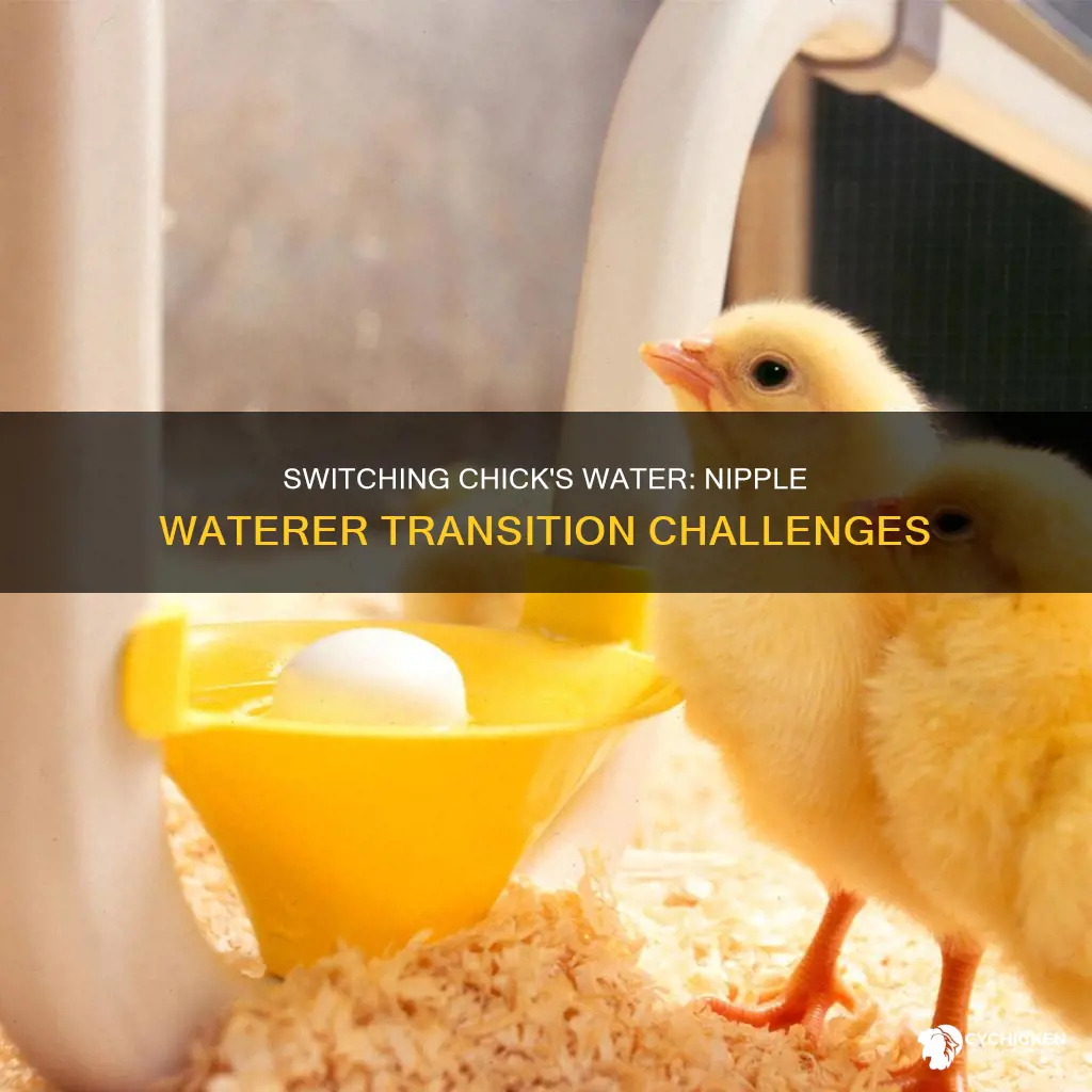 is it hard to switch chicks to nipple waterer