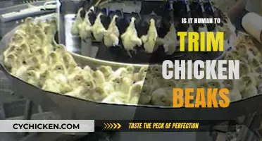 Trimming Chicken Beaks: Ethical Dilemma or Necessary Practice?