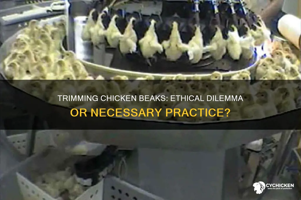 is it human to trim chicken beaks