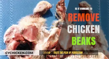 Debunking Debeaking: Ethical Concerns in Chicken Farming Practices