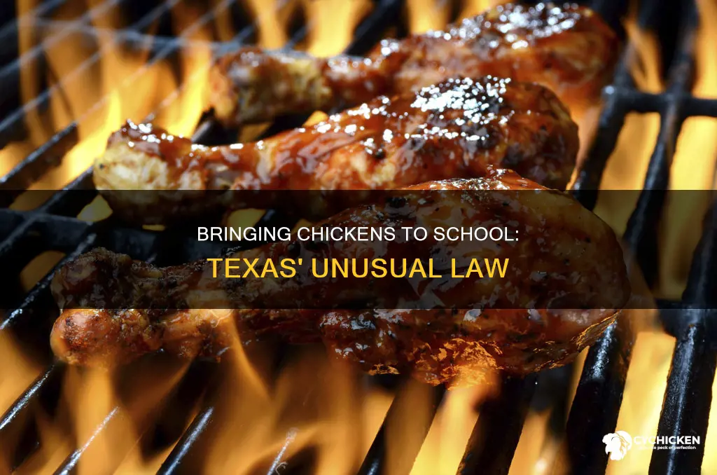is it illegal to bring a chicken to school texas