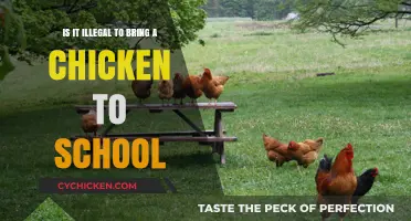Bringing Chickens to School: Is It Legal?