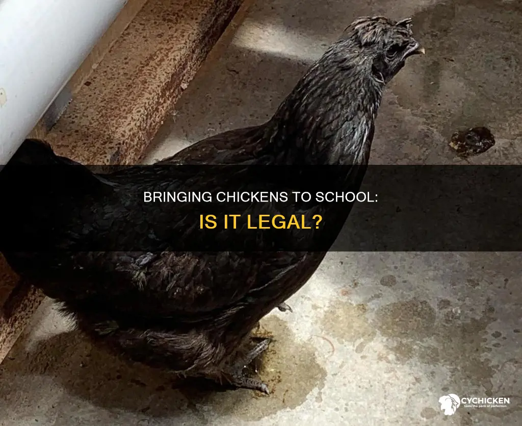 is it illegal to bring a chicken to school