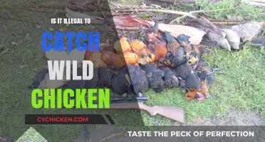 Catching Wild Chickens: Legal or Illegal? Understanding the Law