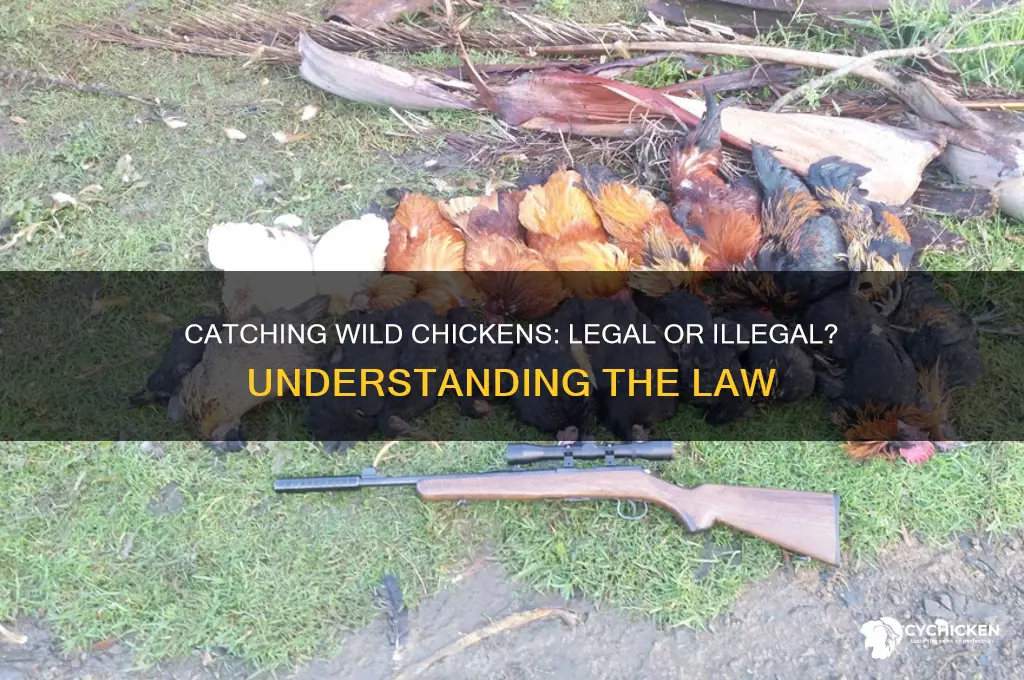 is it illegal to catch wild chicken