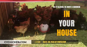 Keeping Chickens at Home: Is It Legal?