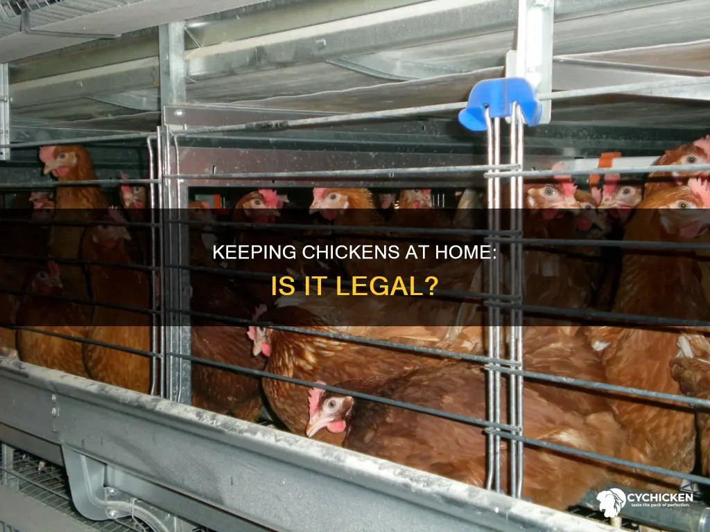 is it illegal to have a chicken in your house