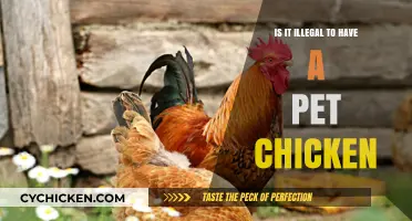 Is Keeping Pet Chickens Legal? Laws and Regulations Explained