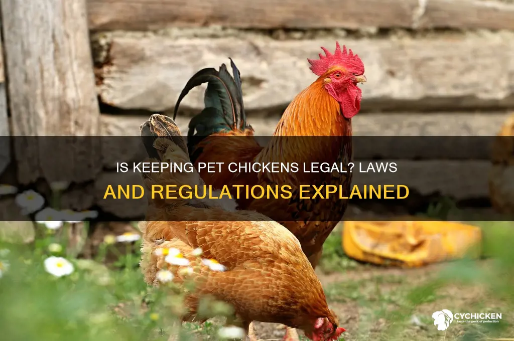is it illegal to have a pet chicken
