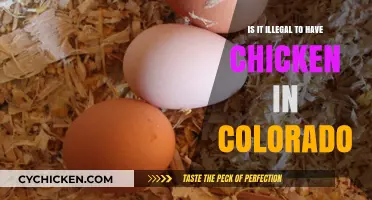Is Owning Chickens in Colorado Legal? Understanding Local Laws