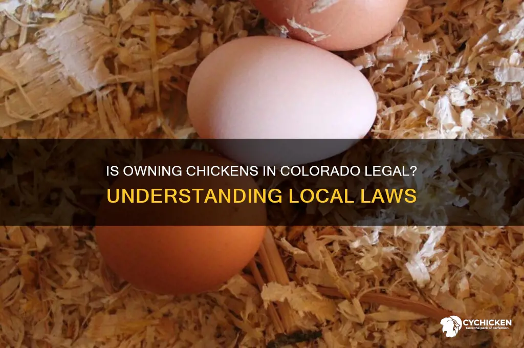 is it illegal to have chicken in colorado