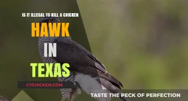 Killing Chicken Hawks: Texas Law Explained