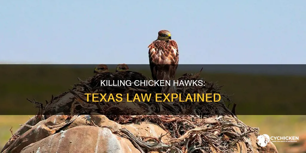 is it illegal to kill a chicken hawk in texas