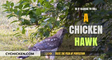 Is Killing a Chicken Hawk Illegal? Understanding Wildlife Protection Laws