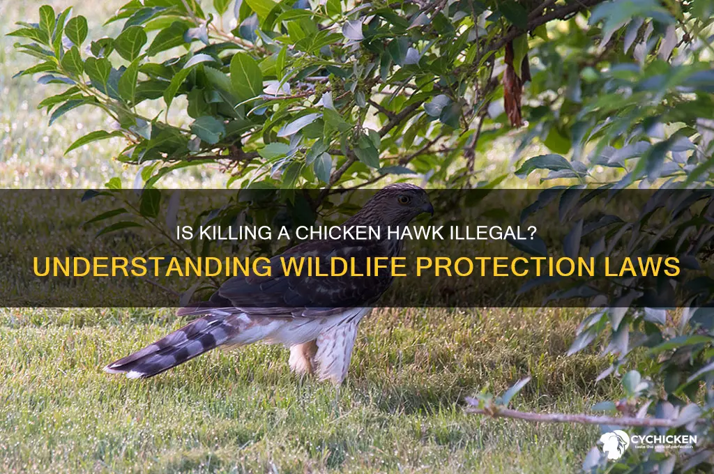 is it illegal to kill a chicken hawk