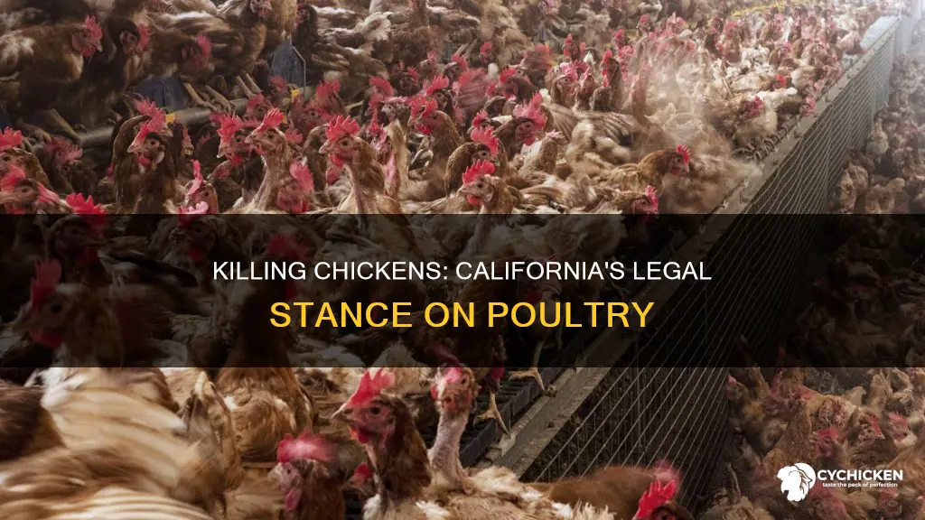 is it illegal to kill a chicken in california