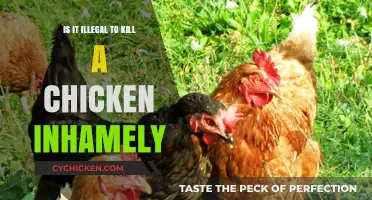 Is Killing Chickens at Home Legal? Exploring Backyard Poultry Laws