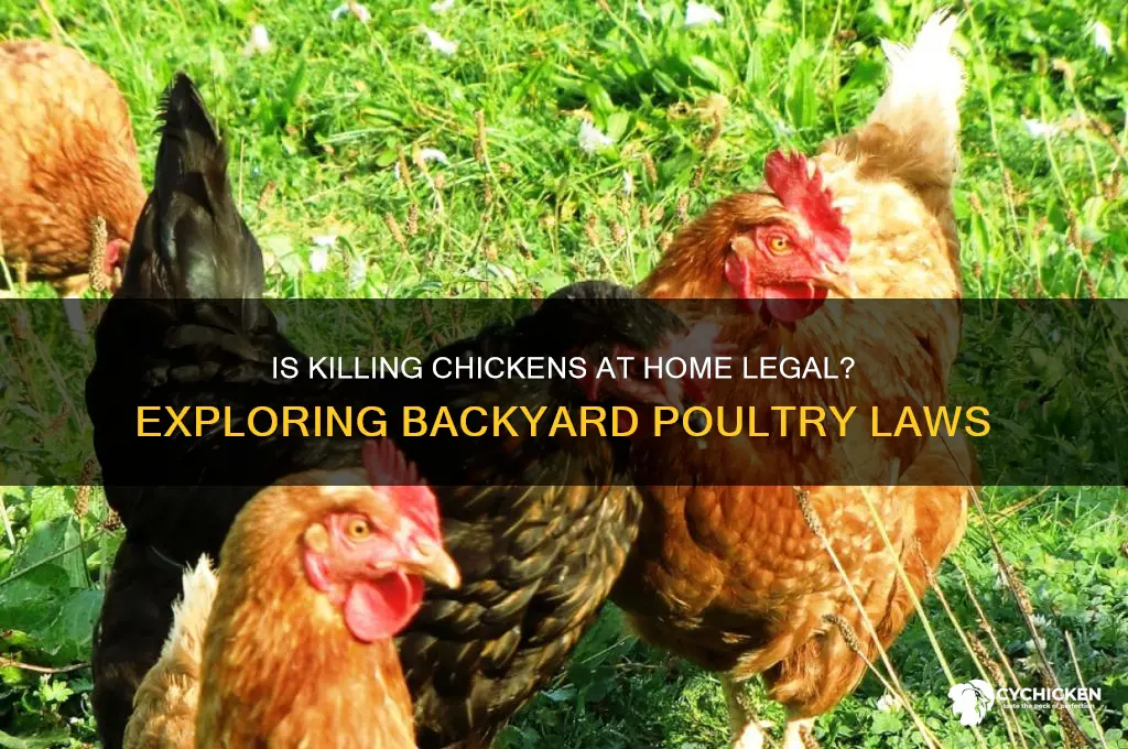 is it illegal to kill a chicken inhamely