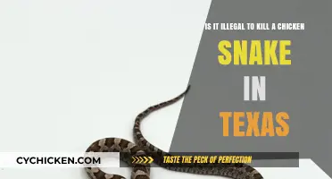 Killing Chicken Snakes: Texas Law and You
