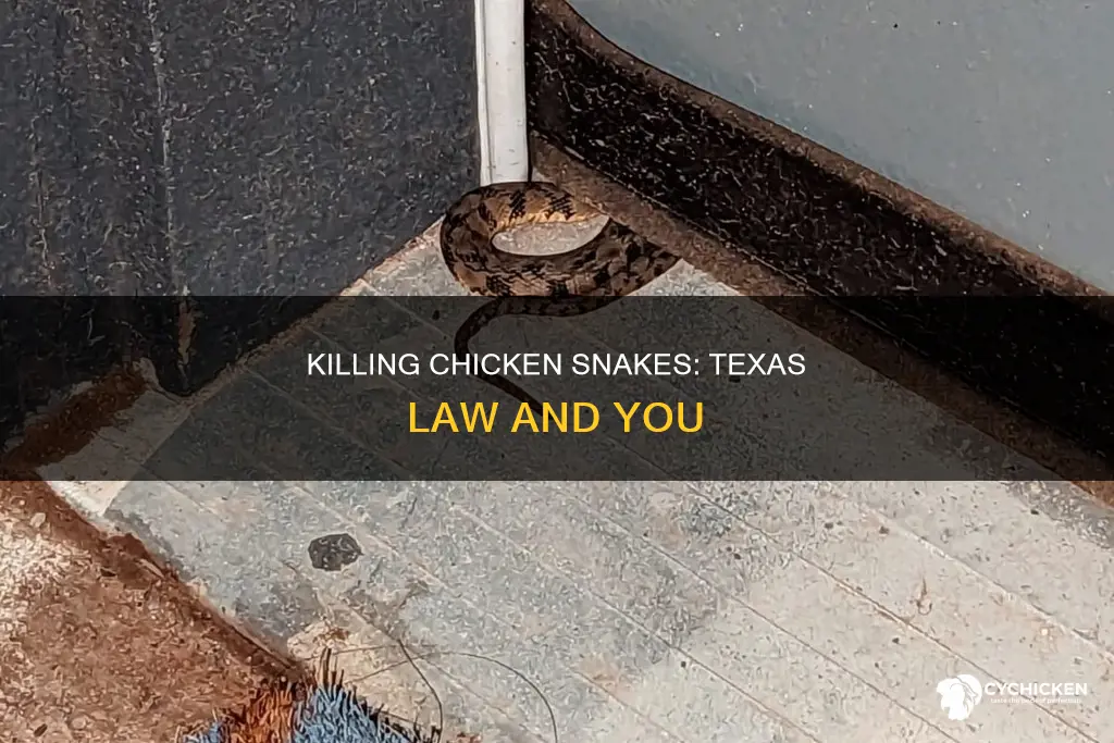 is it illegal to kill a chicken snake in texas