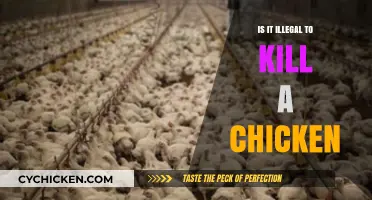 Is Killing Chickens Legal? Understanding the Laws and Ethics