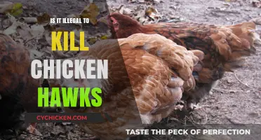 Is Killing Chicken Hawks Illegal? Understanding the Legal and Ethical Implications