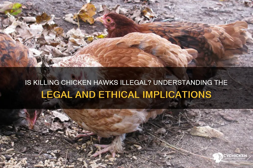 is it illegal to kill chicken hawks