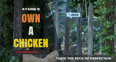 Is Owning Chickens Legal? Exploring Backyard Poultry Laws and Regulations