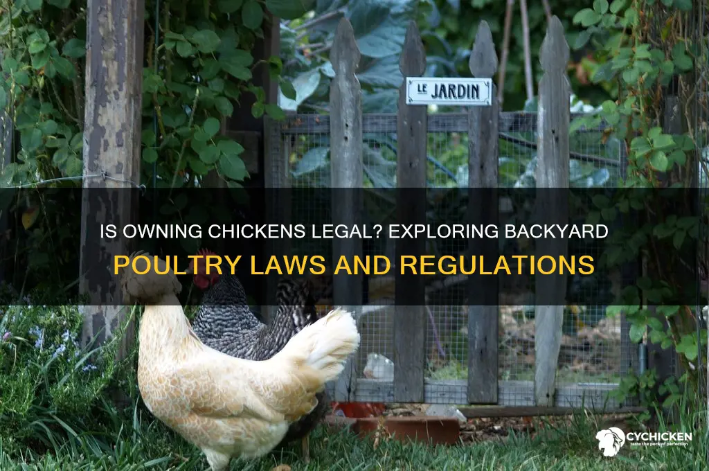is it illegal to own a chicken