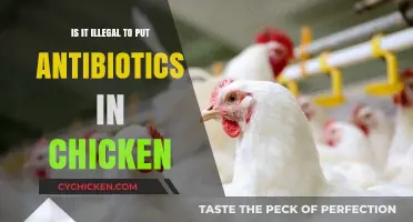 Is Antibiotic Use in Chicken Farming Legal? Exploring the Facts