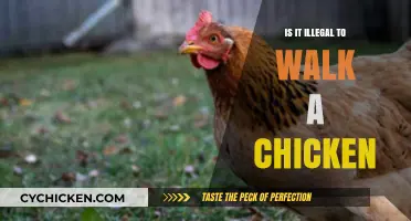 Walking Chickens: Legal or Not? Unraveling the Poultry Promenade Puzzle