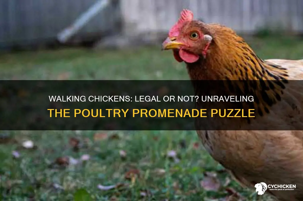 is it illegal to walk a chicken