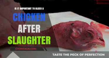 The Importance of Bleeding a Chicken Post-Slaughter