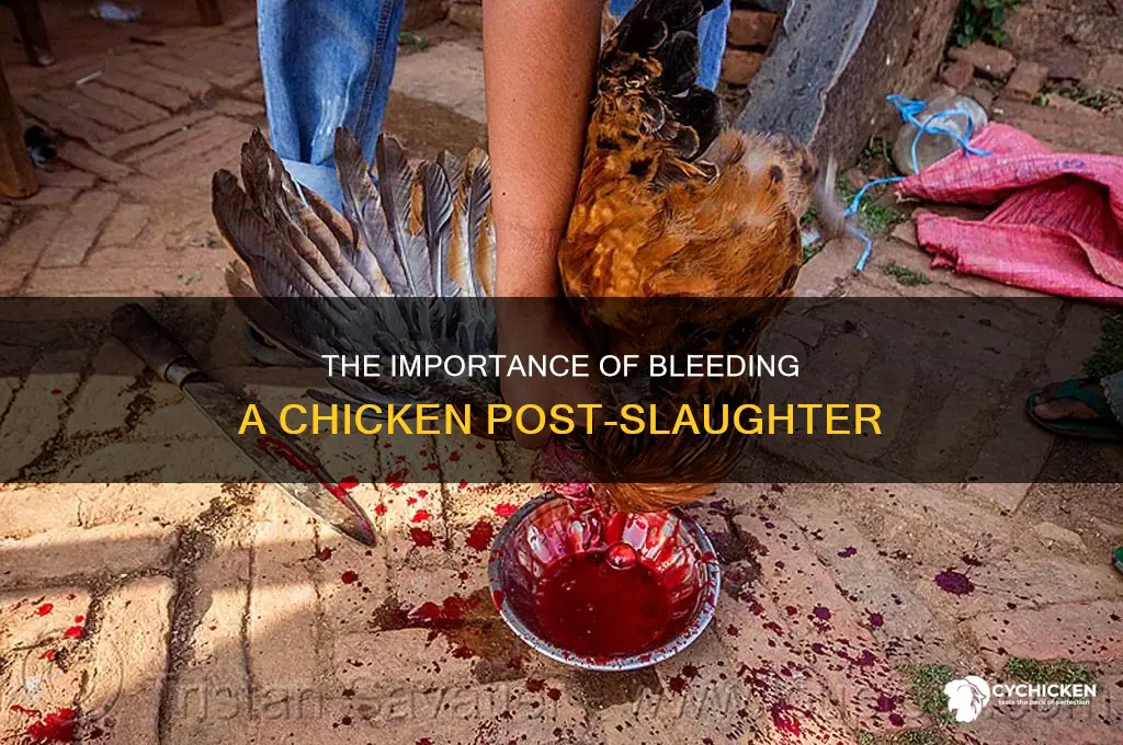 is it important to bleed a chicken after slaughter
