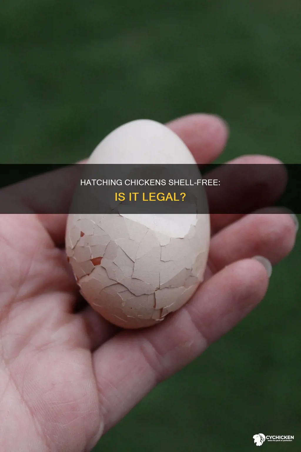 is it legal to grow a chicken without a shell