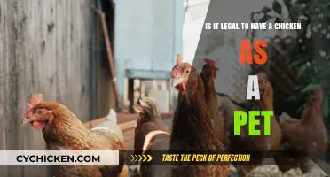 Pet Chickens: What's the Law?