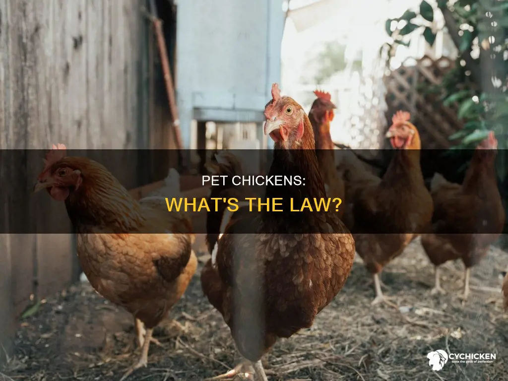 is it legal to have a chicken as a pet