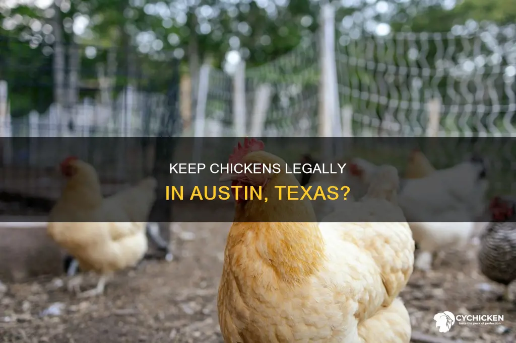 is it legal to have a chicken in austin tx
