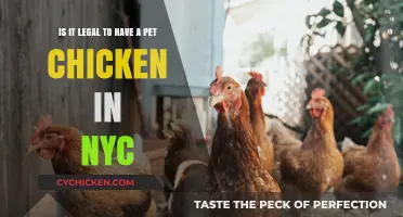 Pet Chickens in NYC: What's the Law?
