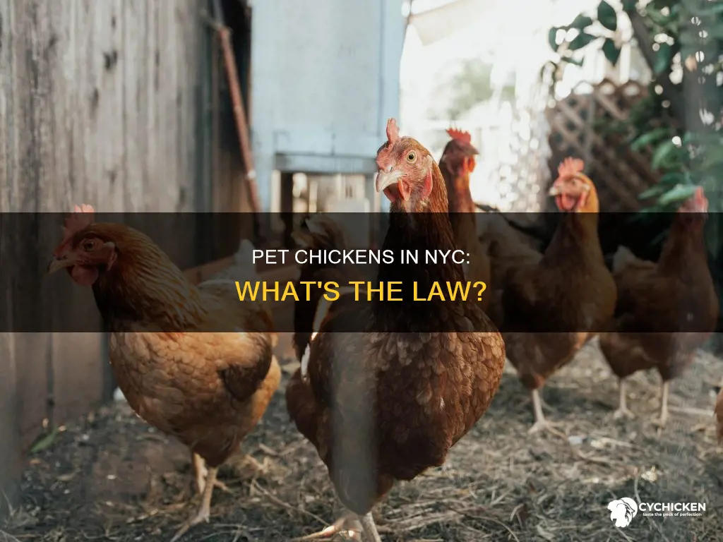 is it legal to have a pet chicken in nyc