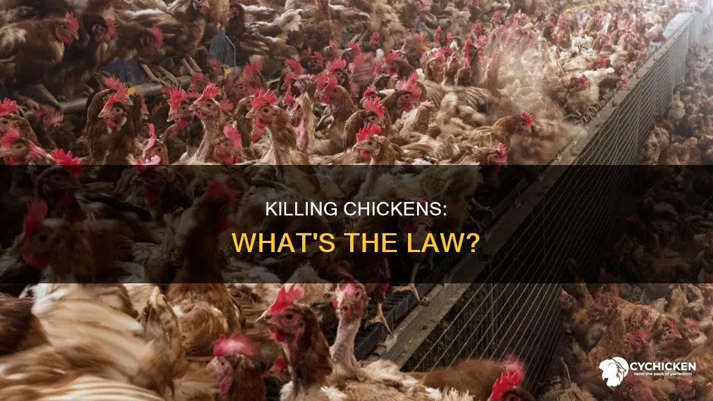 is it legal to kill a chicken in yard