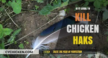 Is Killing Chicken Hawks Legal? Understanding Wildlife Protection Laws