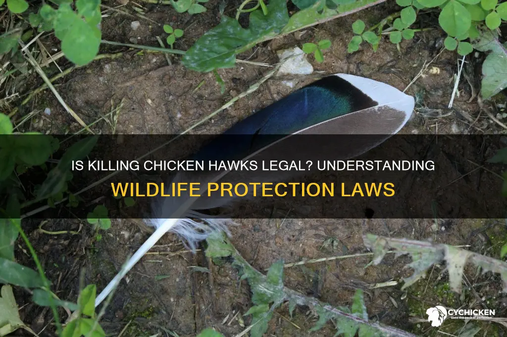 is it legal to kill chicken haks