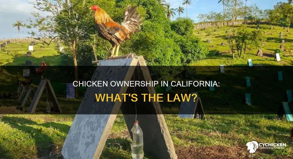is it legal to own a chicken in california