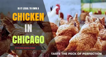 Chicken Ownership in Chicago: What's the Law?