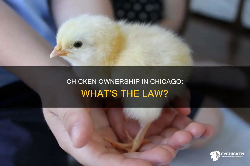 is it legal to own a chicken in chicago