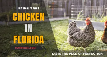 Chicken Ownership in Florida: What's the Law?